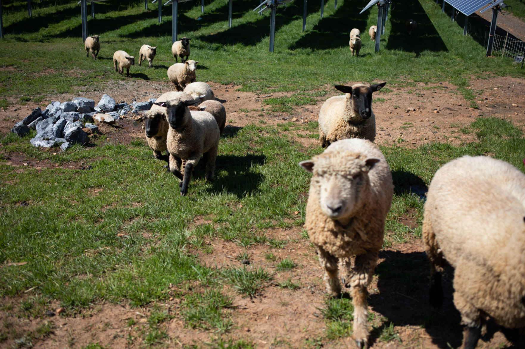 Sheep Farm_08.jpg